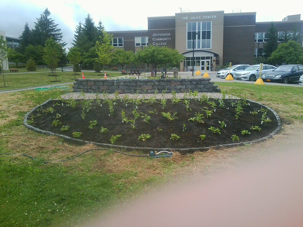 SUNY Jefferson Community College in Watertown NY creates a big pollinator display garden!