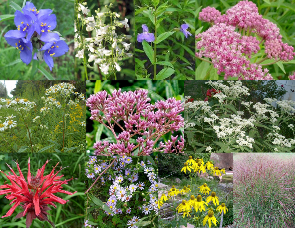 2. Pollinator/Rain Garden Collection for Sun to Part Sun, Moist to Wet