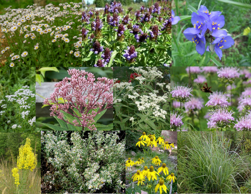 3. Naturalizing Pollinator Garden Collection for Sun to Part Sun, Dry to Moist