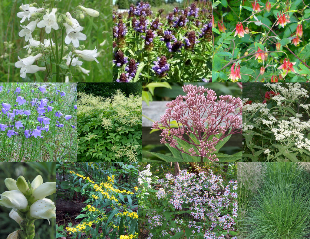 4. Naturalizing Pollinator Garden Collection for Shade to Part Shade, Dry to Moist