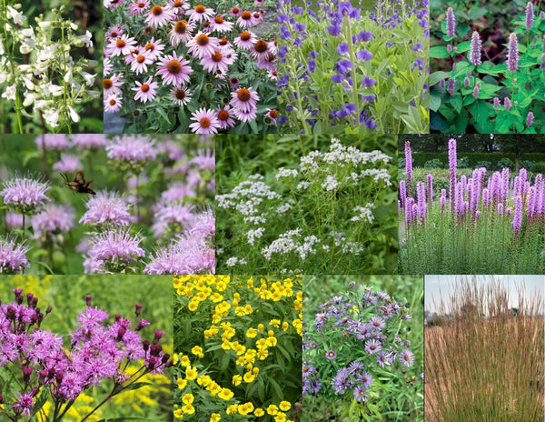 pollinator plants for pots 1. Pollinator Garden Collection for Sun to Part Sun, Dry to Moist – Northeast Pollinator Plants