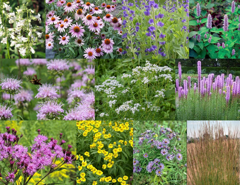 1.  Pollinator Garden Collection for Sun to Part Sun, Dry to Moist