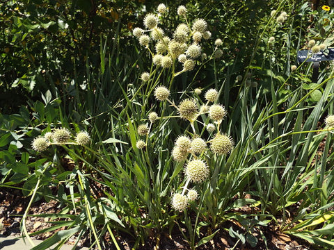 Eryngium yuccifolium, Rattlesnake Master, is an excellent pollinator and beneficial insect attractor with sword-shaped leaves and long lasting, thistle-like flower heads.  Photo by Sesamehoneytart, on Wikipedia