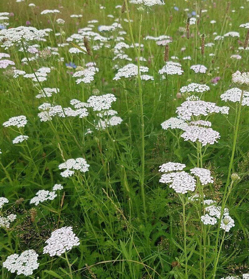 Achillea millefolium (Yarrow)