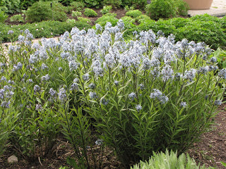 Amsonia tabernaemontana (Eastern Bluestar) A beautiful and versatile perennial that, like Baptisia australis, gives a shrub-like appearance and is a nice addition to any garden setting.  Though not particularly attractive to bees, Bluestar draws in many butterflies and moths.