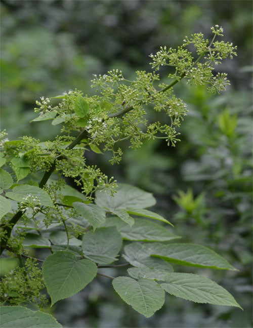 Aralia racemosa  (American Spikenard)