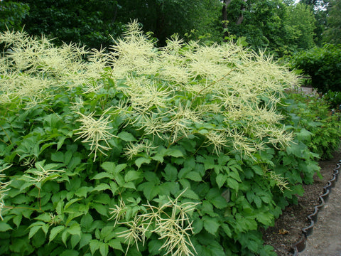  Aruncus dioicus (Goatsbeard) is a robust butterfly attractant, sporting large creamy plumes and serving as a host plant for the Dusky Azure butterfly.