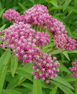 Asclepias incarnata (Swamp milkweed) is tolerant of well-drained soils, very attractive to butterflies, and a nice cut flower.