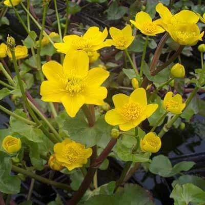 Caltha palustris (Marsh Marigold)