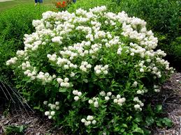 Ceanothus americanus (New Jersey Tea)  Shrubs are REALLY small when shipped.