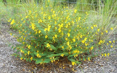 Chamaecrista fasciculata (Partridge Pea) is a long-flowering, spreading wildflower excellent as a tall ground cover for a pollinator garden.