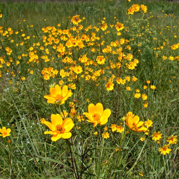 Coreopsis lanceolata Lanceleaf Coreopsis Northeast Pollinator