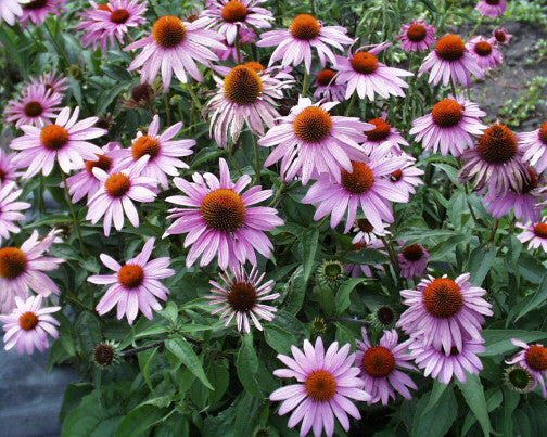 Echinacea purpurea (Purple Coneflower) – Northeast Pollinator Plants