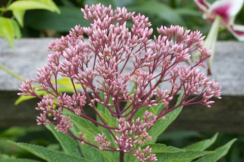 utrochium purpureum (Sweet Joe-Pye Weed) is nice in open woodlands and naturalizing areas.  Great value to bees and butterflies.
