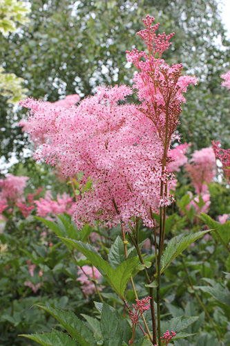 Filipendula rubra (Queen of the Prairie)