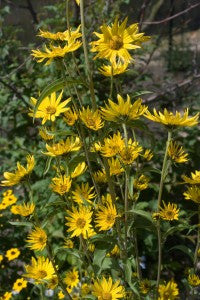 Helianthus maximiliani (Maximiliani Sunflower) for naturalizing pollinator garden.