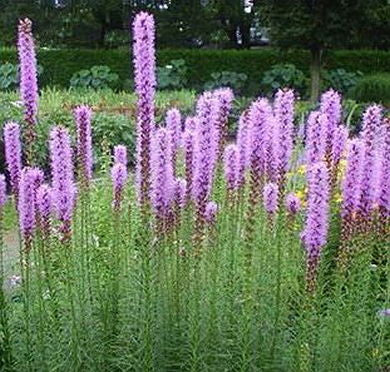 Liatris spicata (Blazing Star) is a fine garden spike flower providing high value late season nectar for bees, butterflies and hummingbird.