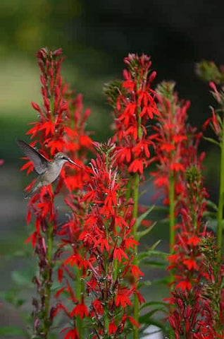 Lobelia cardinalis (Cardinal Flower)