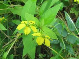 Lysimachia ciliarta (Fringed Loosestrife) is a nice shade-tolerant plant for damp woodlands that can colonize to form a tall ground cover.  It is NOT related to Purple Loosestrife. 