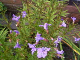 Mimulus ringens (Monkey Flower)