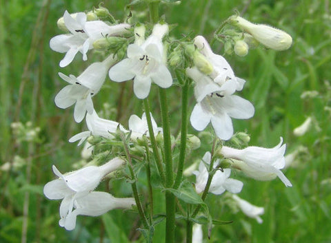 Penstemon digitalis (Smooth White Beardtongue) is a clump-forming native perennial, a mainstay of a pollinator garden, providing some critical early season nectar and pollen.  Beardtongue attracts lots of butterflies and hummingbirds.