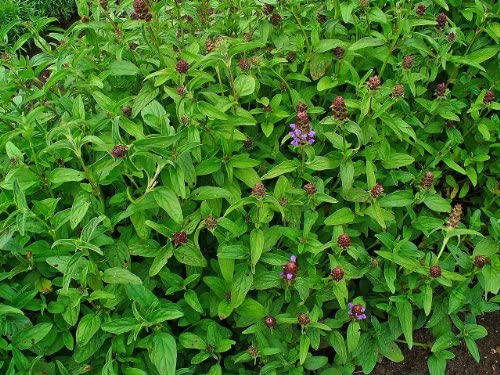 Prunella vulgaris  ssp lanceolata (Lance Self-Heal) available as singles or tray of plugs for ground cover