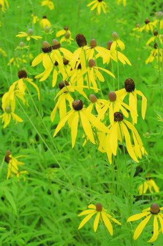 Ratibida pinnata (Yellow Coneflower) is a showy gold that is best planted in masses as each plant is rather narrow.  Spreads through roots and seeds, so give it lots of room.