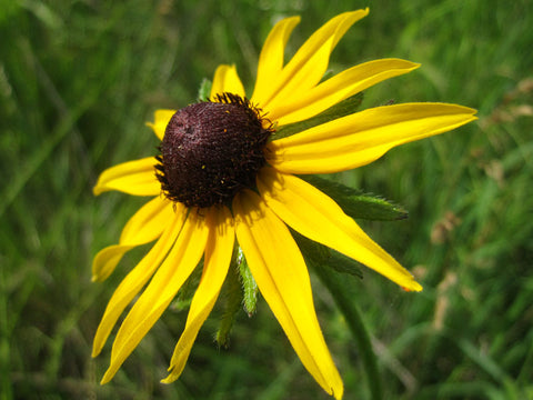 Rudbeckia hirta (Black-Eyed Susan) is a beloved short-lived but showy long-flowering perennial that readily reseeds.