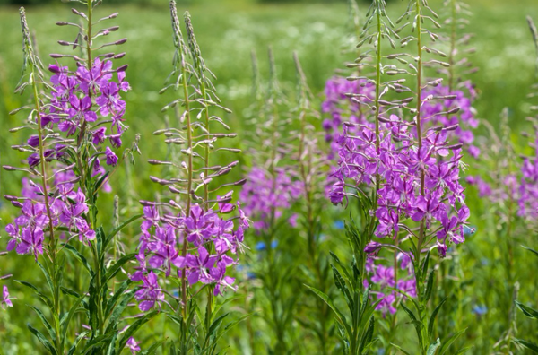 Chamaenerion angustifolium (Fireweed) – Northeast Pollinator Plants