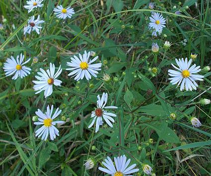 Symphyotrichum novi-belgii (New York Aster) is a popular wildflower great for gardens and meadows offering late season violet flowers highly valued by pollinators.