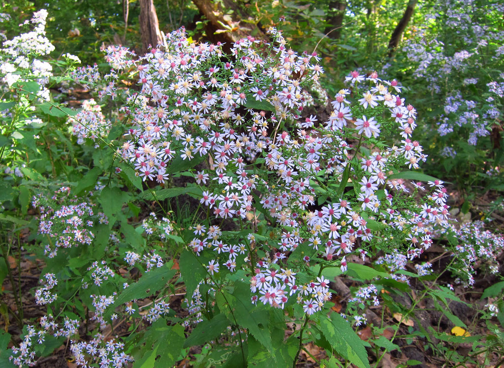 Symphyotrichum cordifolium (Blue Wood Aster) is great for accommodating late season pollinators in open woodlands.