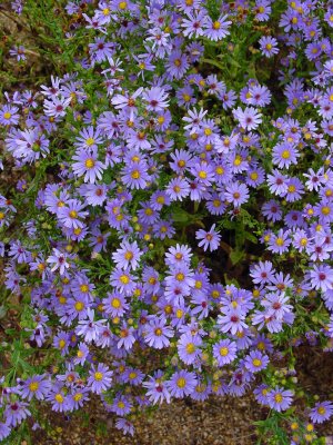 Symphyotrichum laeve, Smooth Aster, is a popular native Aster providing purple flowers with distinctly yellow center on unbranched stems, attracting a plethora of butterflies.