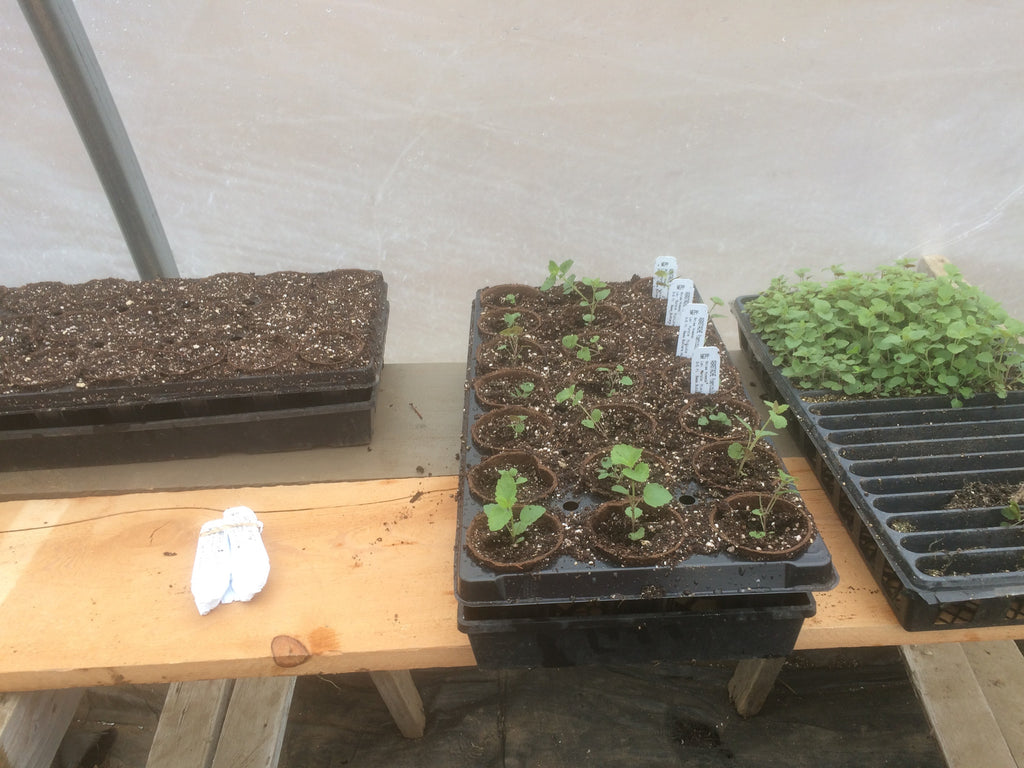 Transplanting Day at Northeast Pollinator Plants