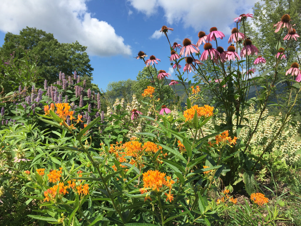 Hildene and Northeast Pollinator Plants