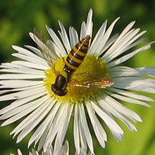 Pollinator Workshop at River Berry Farm, Fairfax, VT, Thursday, Aug. 11, 5-7 p.m.