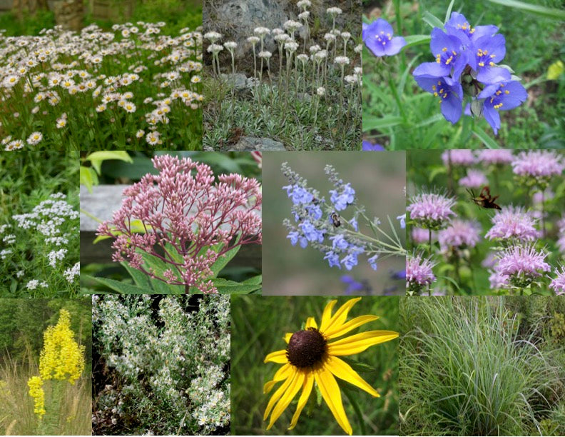 pollinator plants for pots 3. Naturalizing Pollinator Garden Collection for Sun to Part Sun, Dry – Northeast Pollinator Plants