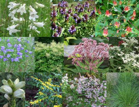 4.  Naturalizing Pollinator Garden Collection for Shade to Part Shade, Dry to Moist