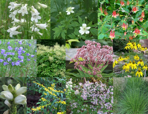 4.  Naturalizing Pollinator Garden Collection for Shade to Part Shade, Dry to Moist