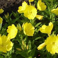 Oenothera biennis (Evening Primrose)