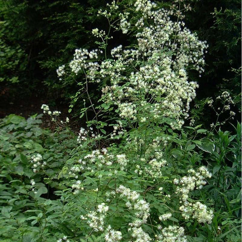 Thalictrum pubescens (Tall Meadow Rue)