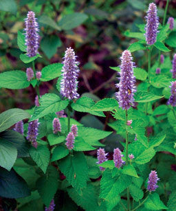 Agastache foeniculum (Anise Hyssop) One of the best for supporting pollinators while providing a beautiful late season flower show with anise-scented foliage.