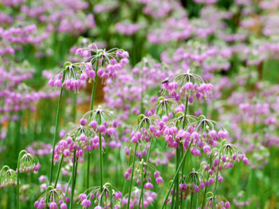 Allium cernuum  (Nodding Onion) Allium cernuum, Nodding Onion, produces nodding clusters of downward facing pink umbels and sword-like foliage, a striking addition to a naturalizing garden. 