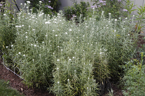 Anaphalis margaritacea, Pearly Everlasting, is an upright native plant that can grow somewhat aggressively to a clumping form displaying beautiful silver-gray foliage with fluffy white globular flowers sporting yellow center stamens.  