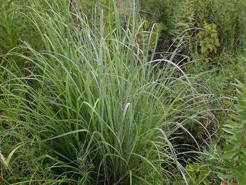 Andropogon gerardii (Big Bluestem) is the dominant grass of the prairie yet native to the New York/New England states and provides great wildlife value.