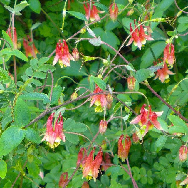 Aquilegia canadensis  (Canada Columbine) an elegant, though often short-lived wildflower providing beauty and habitat for pollinators.  Worth the effort for a few beautiful years.