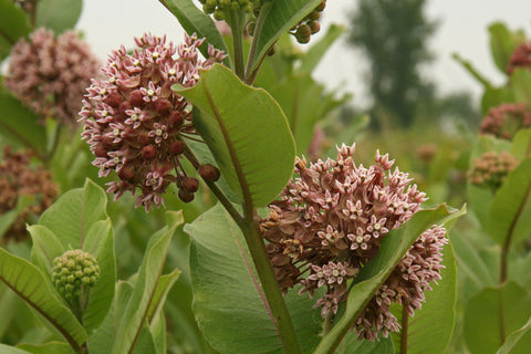 Asclepias syriaca (Common Milkweed) is very important as a host plant for our beloved Monarch butterfly.  Plant this in an area where you can let it grow wild and reseed.