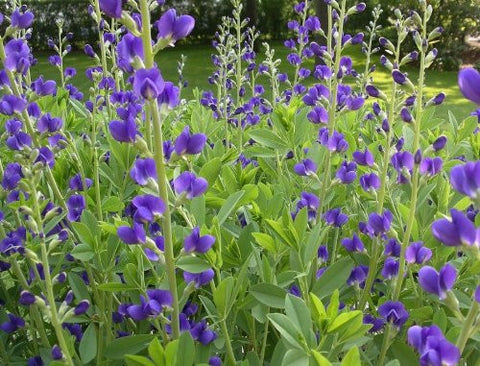 Baptisia australis (Blue Wild Indigo) is a garden beauty with long-lasting violet spikes with high value to pollinators.  Cherokee used for blue dye.  Some toxicity if ingested-tastes badly.