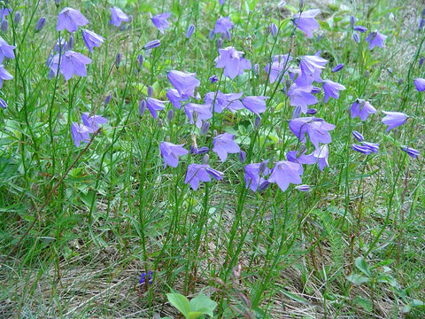 Campanula rotundifolia (Bluebell Bellflower) is a diminutive sweet low-growing wildflower that is not quite aggressive enough to serve as a weed-suppressing ground cover, but nice to add to your lawn or pollinator garden in masse.