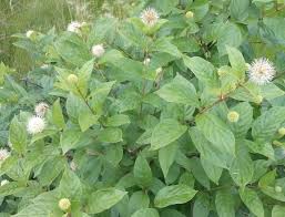 Cephalanthus occidentalis (Buttonbush)  Shrubs are REALLY small when shipped.