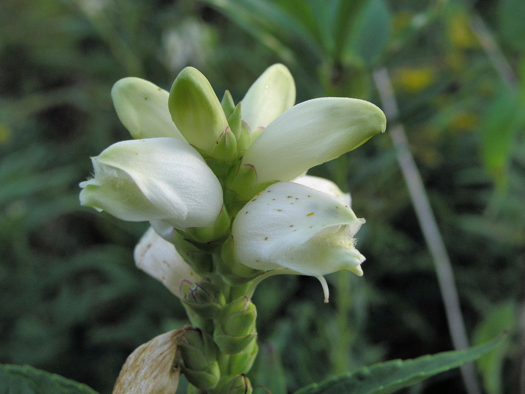 Chelone glabra (Turtle’s Head) is a stiff upright native with snapdragon-like flowers with high pollinator value.